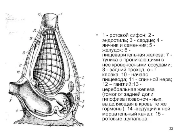 1 - ротовой сифон; 2 - эндостиль; 3 - сердце; 4