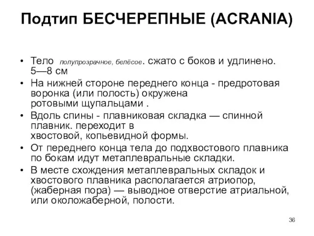 Подтип БЕСЧЕРЕПНЫЕ (ACRANIA) Тело полупрозрачное, белёсое. сжато с боков и удлинено.