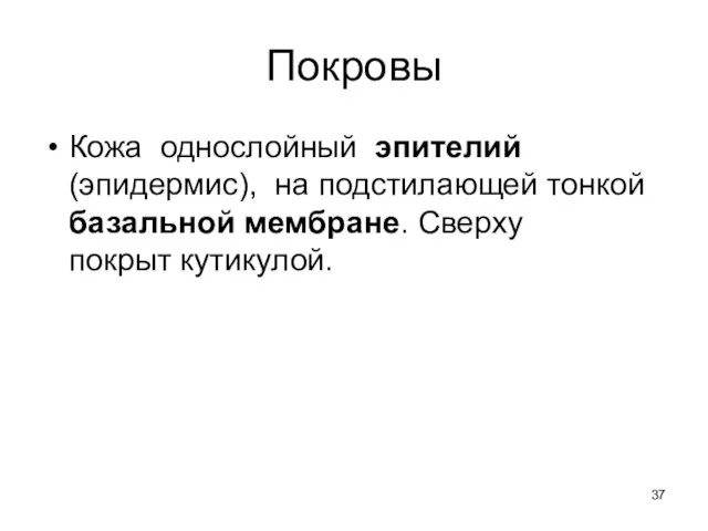 Покровы Кожа однослойный эпителий (эпидермис), на подстилающей тонкой базальной мембране. Сверху покрыт кутикулой.