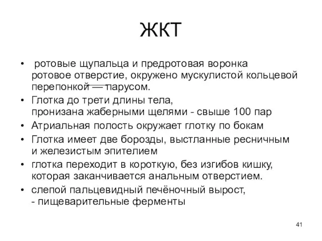 ЖКТ ротовые щупальца и предротовая воронка ротовое отверстие, окружено мускулистой кольцевой