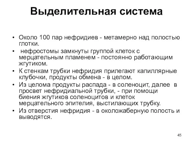 Выделительная система Около 100 пар нефридиев - метамерно над полостью глотки.