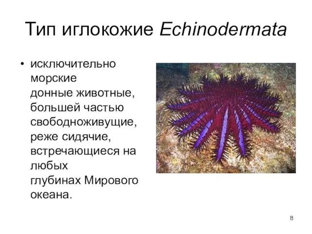 Тип иглокожие Echinodermata исключительно морские донные животные, большей частью свободноживущие, реже