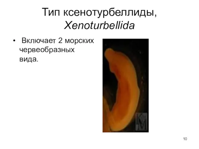 Тип ксенотурбеллиды, Xenoturbellida Включает 2 морских червеобразных вида.