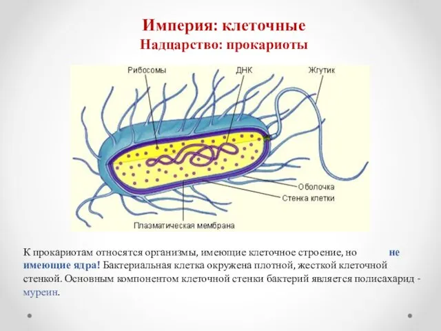 К прокариотам относятся организмы, имеющие клеточное строение, но не имеющие ядра!