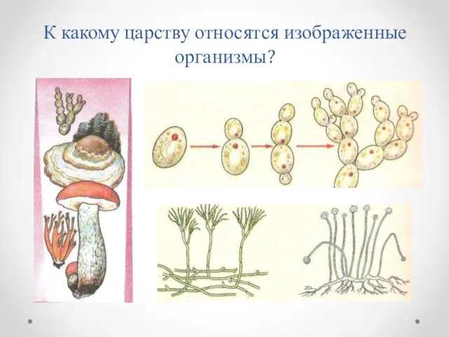 К какому царству относятся изображенные организмы?