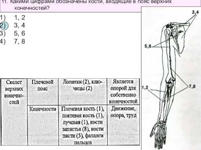 11. Какими цифрами обозначены кости, входящие в пояс верхних конечностей? 1,