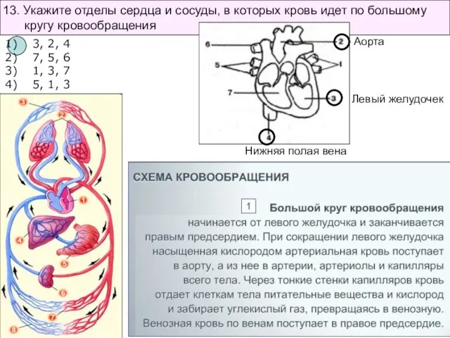 13. Укажите отделы сердца и сосуды, в которых кровь идет по