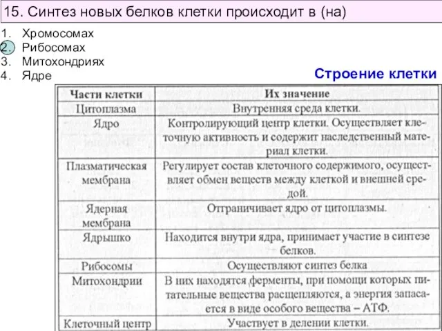 15. Синтез новых белков клетки происходит в (на) Хромосомах Рибосомах Митохондриях Ядре Строение клетки