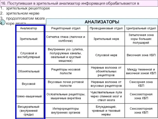 16. Поступившая в зрительный анализатор информация обрабатывается в зрительных рецепторах зрительном