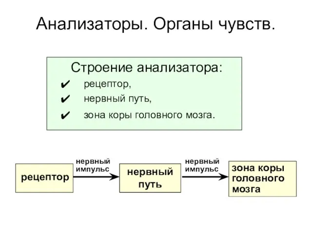 Анализаторы. Органы чувств. Строение анализатора: рецептор, нервный путь, зона коры головного