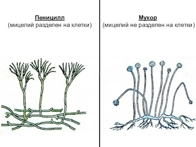 Мукор (мицелий не разделен на клетки) Пеницилл (мицелий разделен на клетки)