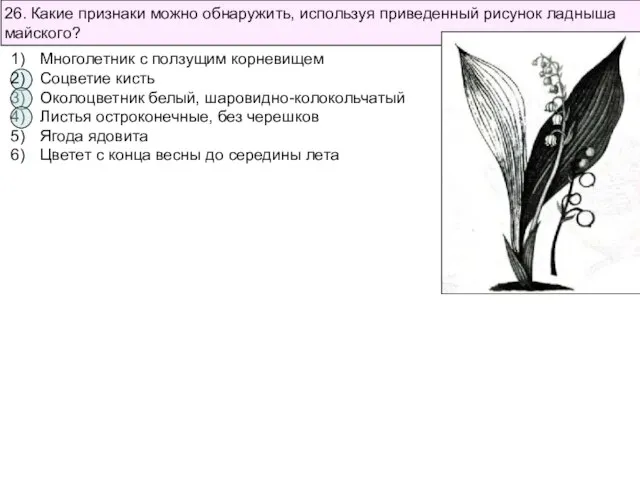 26. Какие признаки можно обнаружить, используя приведенный рисунок ладныша майского? Многолетник