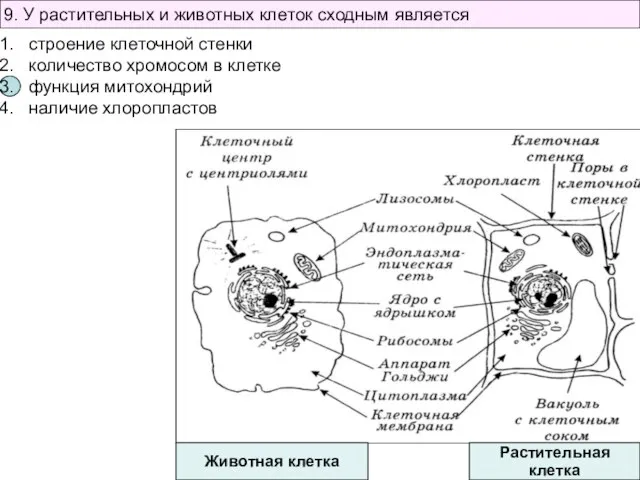 Животная клетка Растительная клетка 9. У растительных и животных клеток сходным