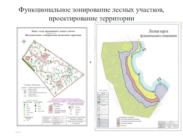 Функциональное зонирование лесных участков, проектирование территории