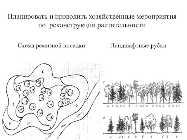 Планировать и проводить хозяйственные мероприятия по реконструкции растительности Схема ремизной посадки Ландшафтные рубки