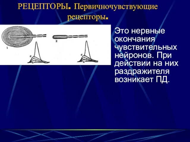 РЕЦЕПТОРЫ. Первичночувствующие рецепторы. Это нервные окончания чувствительных нейронов. При действии на них раздражителя возникает ПД.