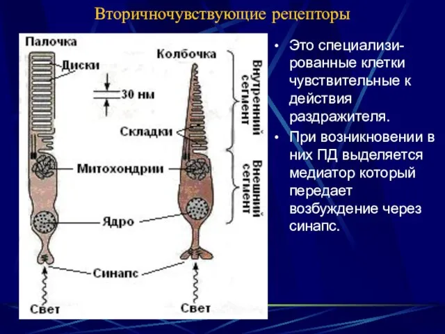 Вторичночувствующие рецепторы Это специализи-рованные клетки чувствительные к действия раздражителя. При возникновении