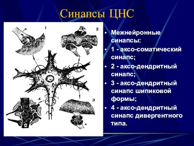 Синапсы ЦНС Межнейронные синапсы: 1 - аксо-соматический синапс; 2 - аксо-дендритный