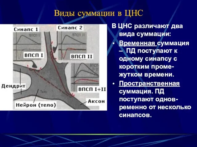 Виды суммации в ЦНС В ЦНС различают два вида суммации: Временная