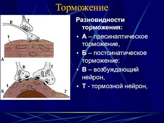 Торможение Разновидности торможения: А – пресинаптическое торможение, Б – постсинатическое торможение: