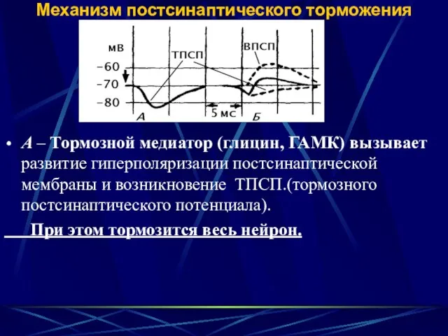 Механизм постсинаптического торможения А – Тормозной медиатор (глицин, ГАМК) вызывает развитие