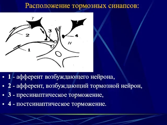 Расположение тормозных синапсов: 1 - афферент возбуждающего нейрона, 2 - афферент,