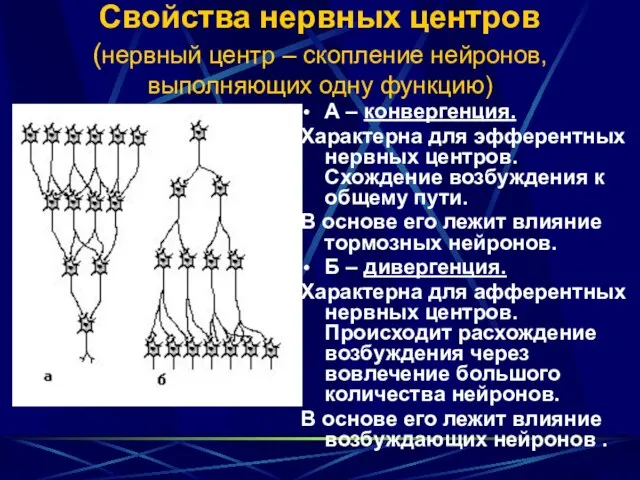 Свойства нервных центров (нервный центр – скопление нейронов, выполняющих одну функцию)