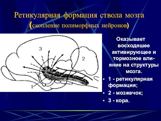 Ретикулярная формация ствола мозга (скопление полиморфных нейронов) Оказывает восходяшее активирующее и