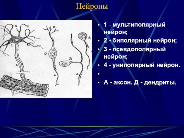 Нейроны 1 - мультиполярный нейрон; 2 - биполярный нейрон; 3 -