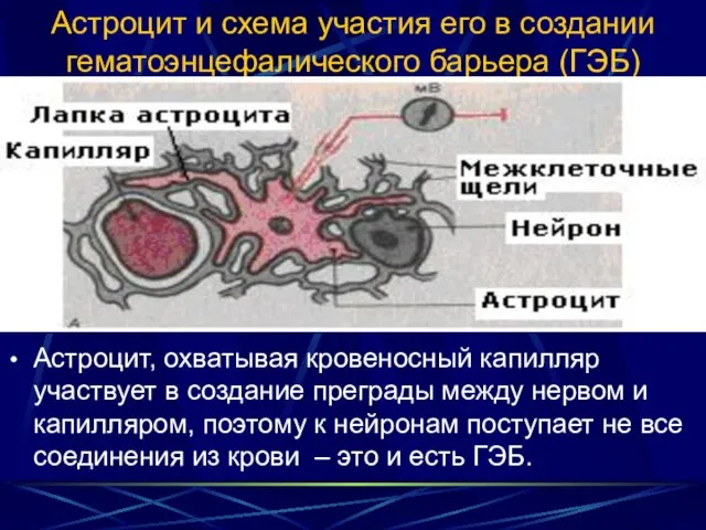 Астроцит и схема участия его в создании гематоэнцефалического барьера (ГЭБ) Астроцит,