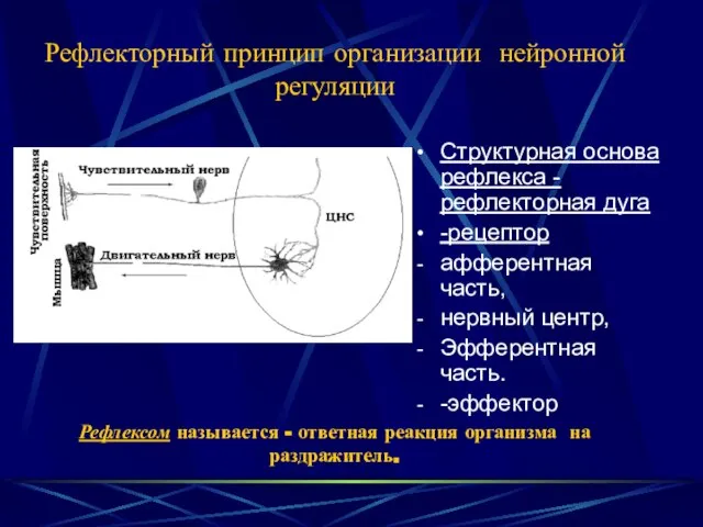 Рефлекторный принцип организации нейронной регуляции Рефлексом называется - ответная реакция организма