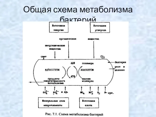 Общая схема метаболизма бактерий