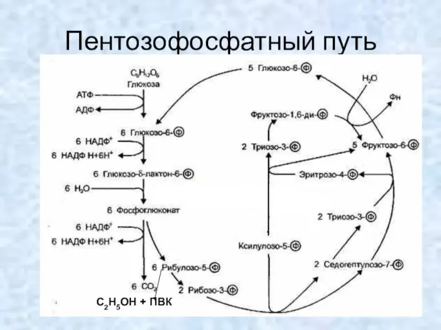 Пентозофосфатный путь С2Н5ОН + ПВК