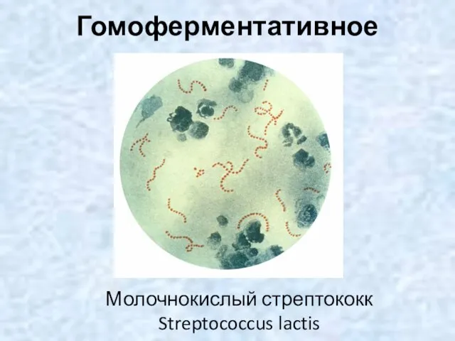 Гомоферментативное Молочнокислый стрептококк Streptococcus lactis