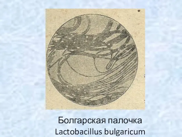 Болгарская палочка Lactobacillus bulgaricum