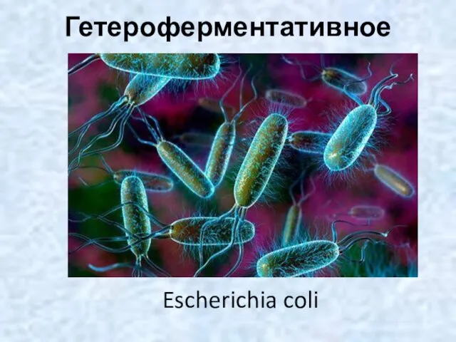 Гетероферментативное Escherichia coli