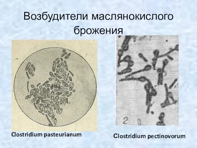 Возбудители маслянокислого брожения Сlostridium pectinovorum Clostridium pasteurianum