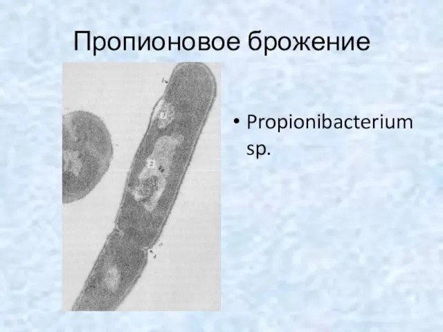 Пропионовое брожение Propionibacterium sp.