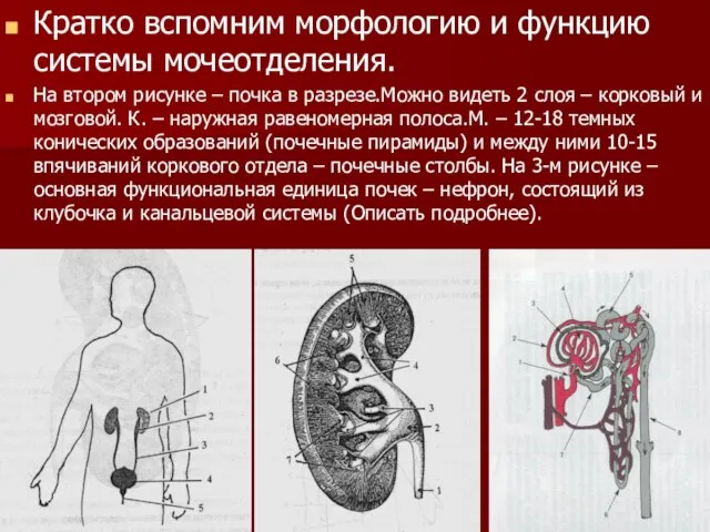 Кратко вспомним морфологию и функцию системы мочеотделения. На втором рисунке –