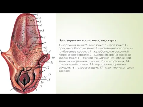 Язык, гортанная часть глотки, вид сверху: 1 - верхушка языка; 2