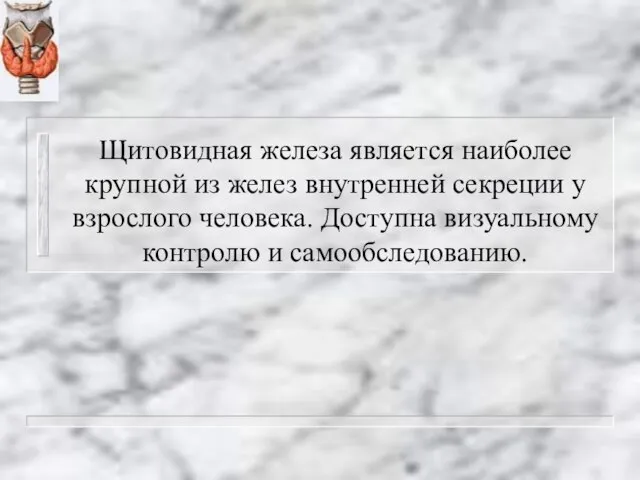 Щитовидная железа является наиболее крупной из желез внутренней секреции у взрослого