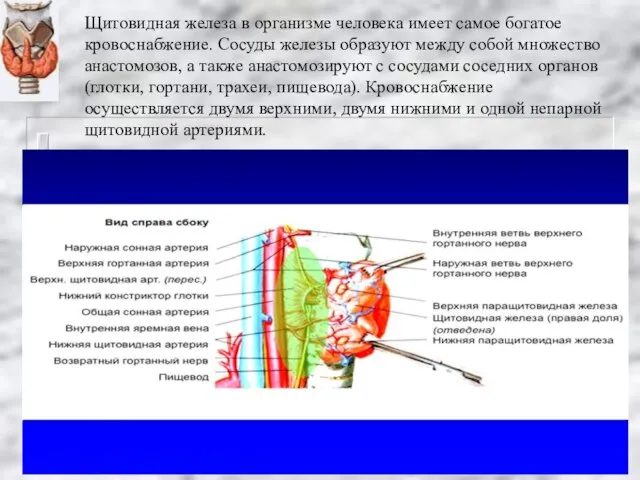 Щитовидная железа в организме человека имеет самое богатое кровоснабжение. Сосуды железы