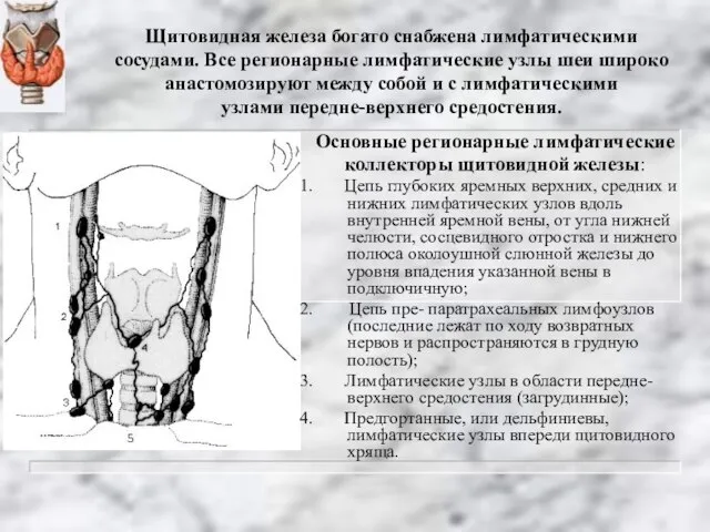 Основные регионарные лимфатические коллекторы щитовидной железы: 1. Цепь глубоких яремных верхних,