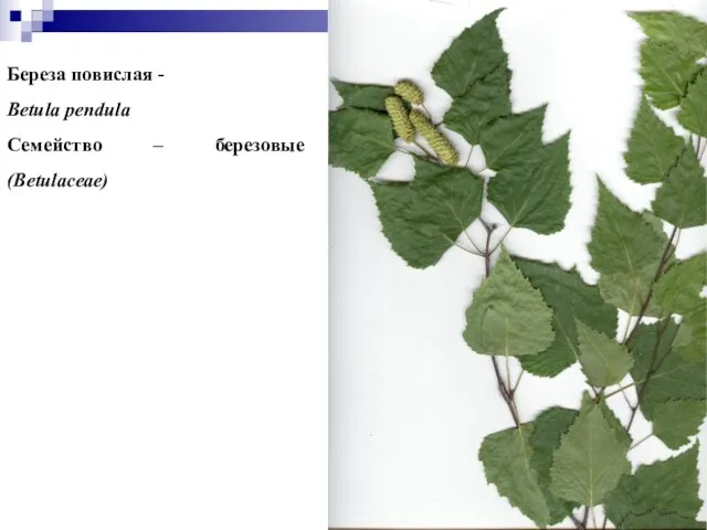 Береза повислая - Betula pendula Семейство – березовые (Betulaceae)