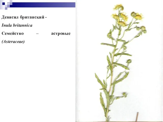 Девясил британский - Inula britannica Семейство – астровые (Asteraceae)