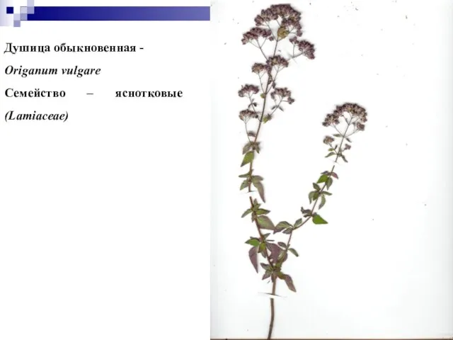 Душица обыкновенная - Origanum vulgare Семейство – яснотковые (Lamiaceae)