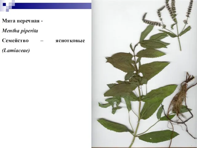 Мята перечная - Mentha piperita Семейство – яснотковые (Lamiaceae)