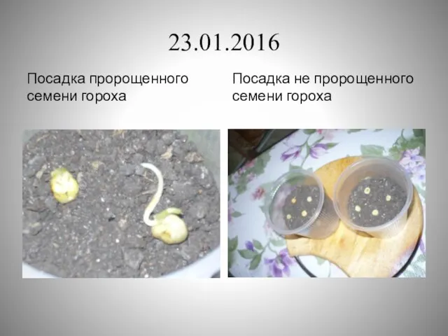 23.01.2016 Посадка пророщенного семени гороха Посадка не пророщенного семени гороха