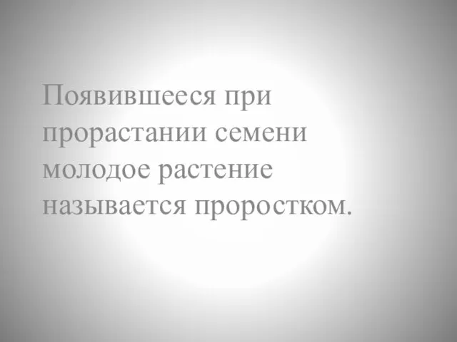 Появившееся при прорастании семени молодое растение называется проростком.