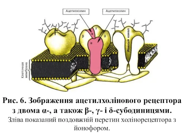 Рис. 6. Зображення ацетилхолінового рецептора з двома α-, а також β-,